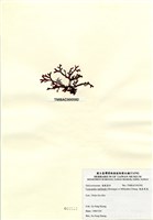 藏品(硬盾果藻)的圖片